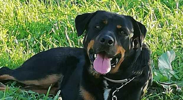 Rottweiler viene picchiato tutti i giorni dal proprietario, interviene l'Associazione in difesa degli animali: «Troviamo una casa al cagnolone»