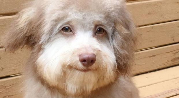 Nori, il cane dal volto umano diventa una star del web con migliaia di follower