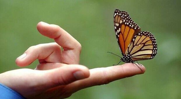 Le farfalle monarca sono tornate: in 50.000 in California (ma resta la paura estinzione)