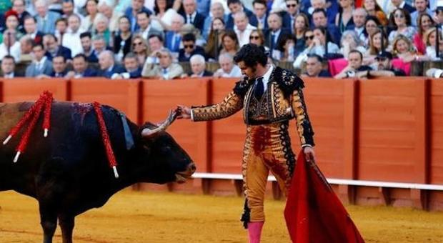 Il torero asciuga le lacrime al toro e poi lo uccide, bufera in Spagna