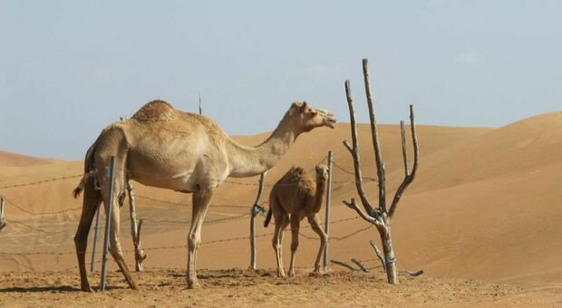 Influenza del cammello, allarme per chi torna dal Qatar. «È più mortale del Covid». Ecco come ci si contagia