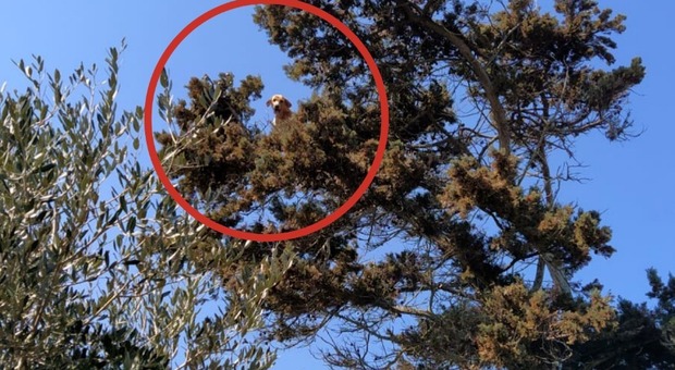 Lecce, il cane insegue il gatto sull'albero e restano bloccati entrambi: a salvarli arrivano i vigili del fuoco