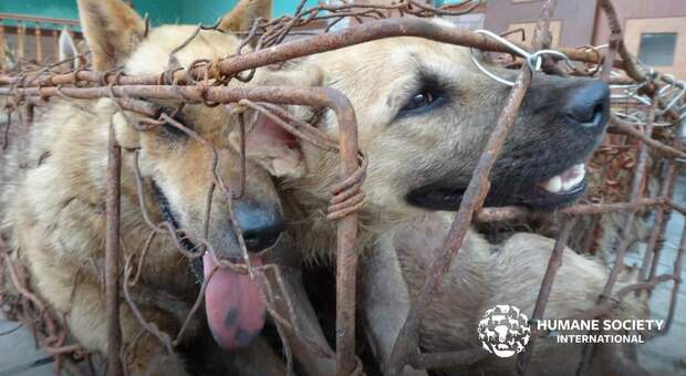 Alcuni dei cani destinati alla macellazione in Cina. (Immag social diffusa da Humane Society International)