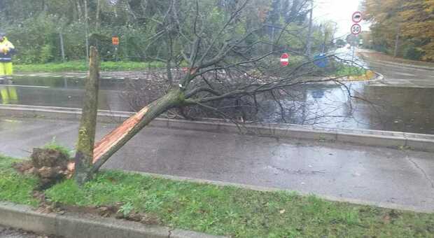 Maltempo a Treviso, la tempesta di vento e pioggia fa crollare gli alberi sulla carreggiata: colpite tre auto