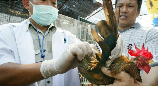 Aviaria, allarme in Perù: migliaia di animali a rischio contagio. Cresce l'allerta in tutto il continente