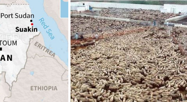 Morte annegate 16.000 pecore, erano stipate in una nave sovraccarica affondata in Sudan