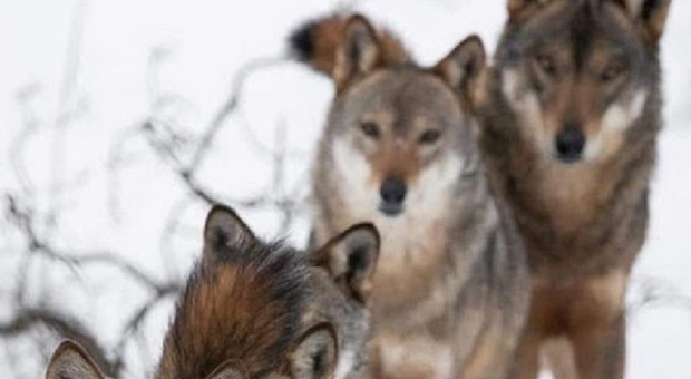 In provincia di Belluno i lupi sono arrivati alle porte di alcuni paesi