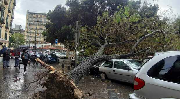 Maltempo a Napoli, cade albero in piazza Cavour e schiaccia le auto parcheggiate