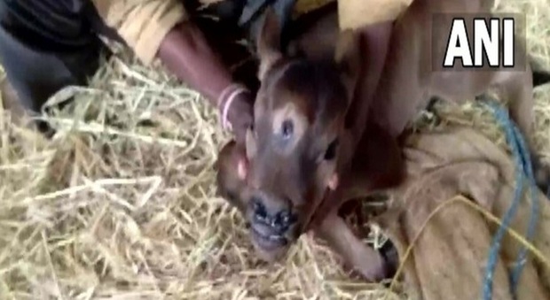 Il vitellino nato con tre occhi e quattro narici (immagine ANI news)