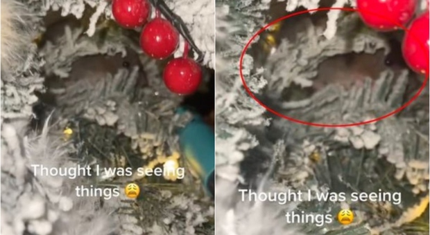 Topo nell'albero di Natale, la scoperta di una mamma fa il giro del web: «Chissà da quanto era lì»
