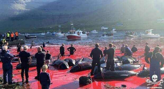 La baia rossa del sangue delle balene uccise (immag diff da Sea Shepherd)