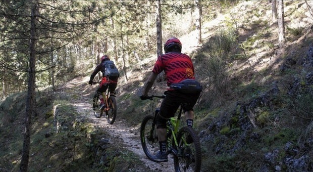 Peste suina: stop a trekking, mountain bike e raccolta funghi nelle «zona infette». Allarme in Toscana