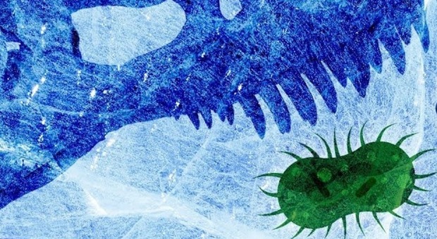 Virus «zombie» riportato in vita, gli scienziati: «Era congelato da 50mila anni: può essere pericoloso»