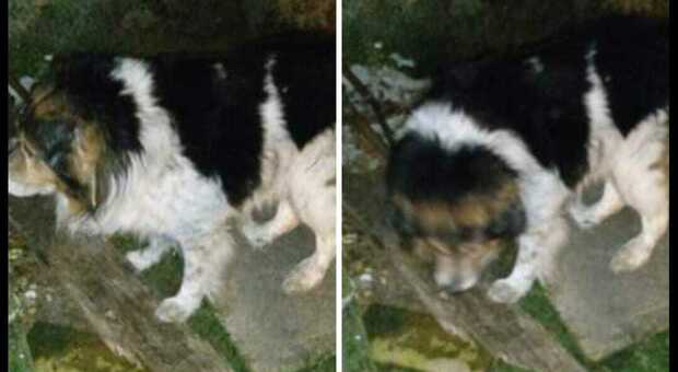 DIMENTICATO Il cane è stato salvato dai carabinieri della forestale su allarme lanciato dai vicini
