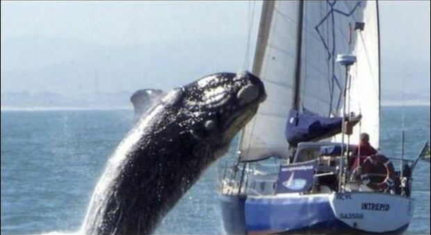 Barca si scontra contro una balena, dramma in Nuova Zelanda: cinque morti
