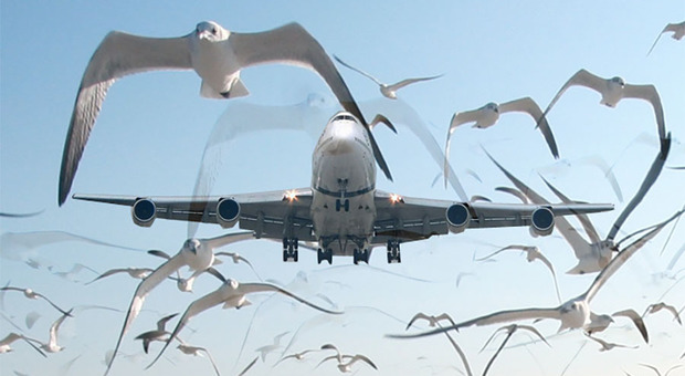 BIRDSTRIKE L'impatto con i volatili è un problema anche per gli aerei in decollo dal Canova di Treviso