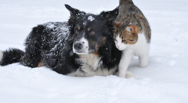 Cani e gatti, dalla Regione Friuli Vg arriva mezzo milione di euro di aiuti - Foto di Jutta da Pixabay