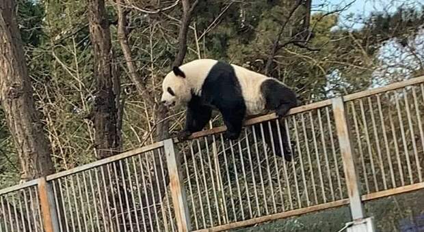 Il panda mentre scavalca la recinzione (immagini riprese dai visitatori dello zoo e diffuse sui social da Panda Lover e Carol Xiao)