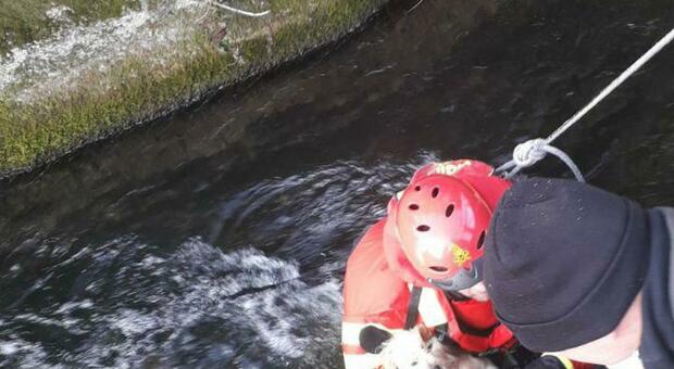 Cagnolino scivola e finisce in un canale gelato: recupero e salvataggio dei pompieri Foto