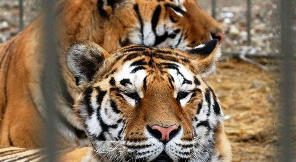 Cina, due tigri uccise dopo aggressione a guardiano